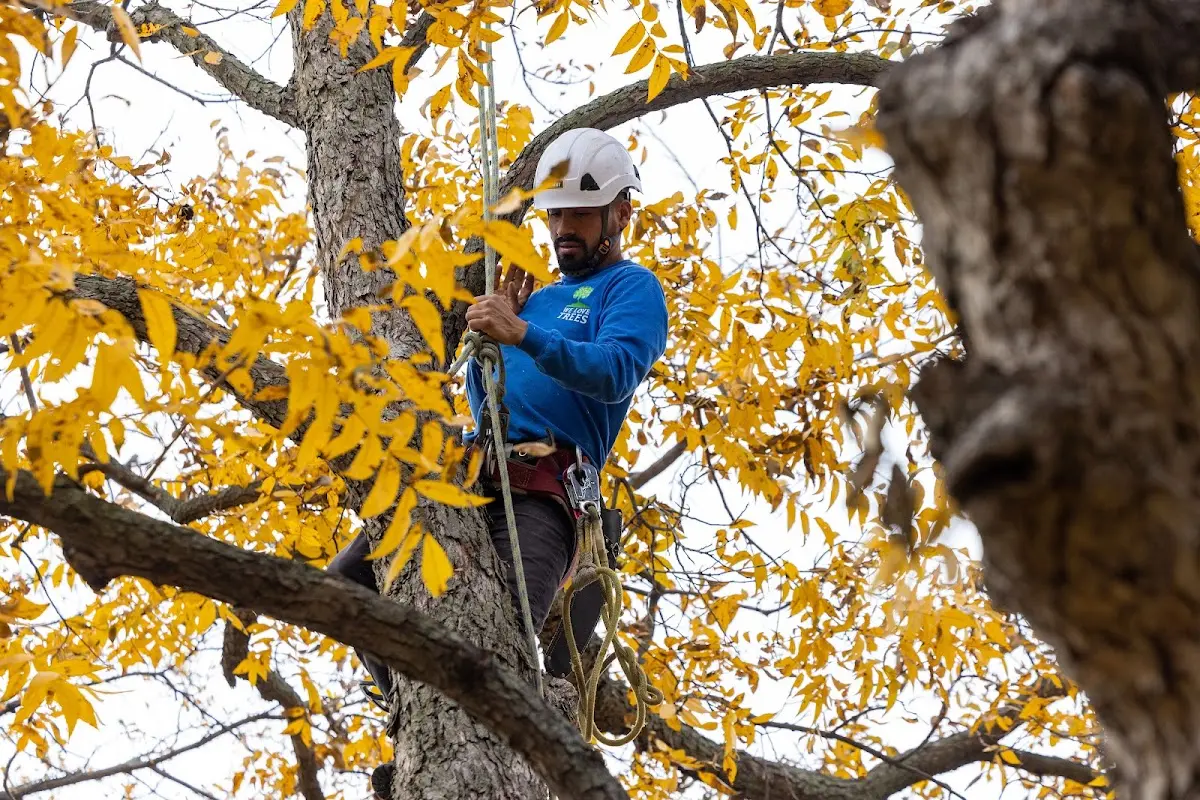 Skilled Storm Damage Cleanup crew working in Deer Harbor
